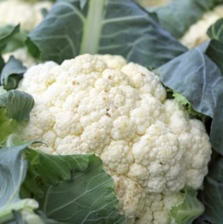 Cauliflower Purée – A Recipe for an Elegant Base for Meat or Fish